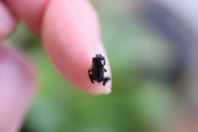 Close-up of small black frog on finger