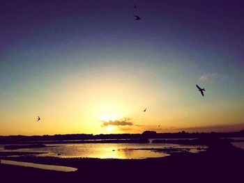 Bird flying over sea