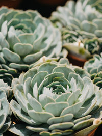 Close-up of succulent plant