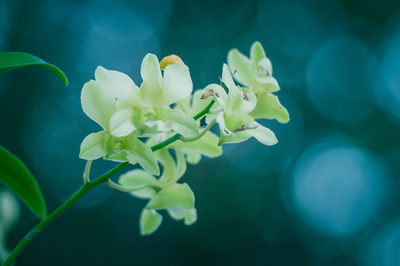 Close-up of white flowering plant