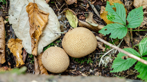 Twin mushrooms that looks like freshly baked buns placed on forest leaves.