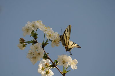 Close-up of butterfly pollinating on cherry blossom