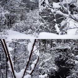 Snow covered trees in forest