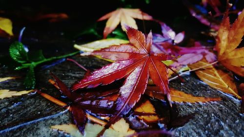 Close-up of wet plants during autumn