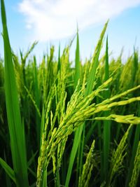 Close-up of crops growing on field against sky