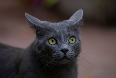 Close-up portrait of a cat