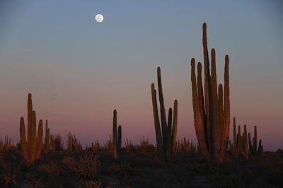 Cactus against sky during sunset