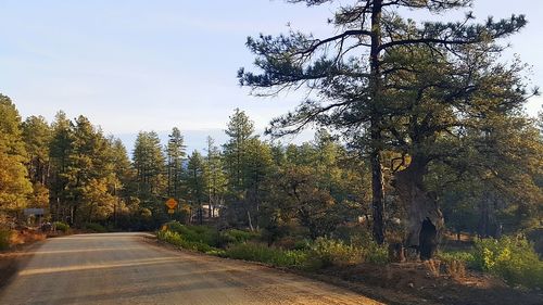 Road amidst trees against sky