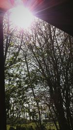 Sun shining through trees