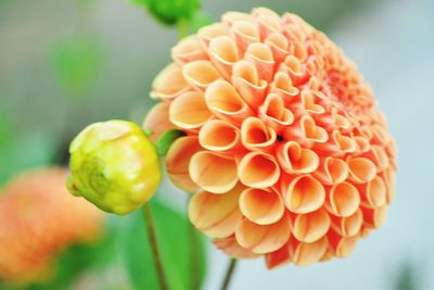 Close-up of flower against blurred background