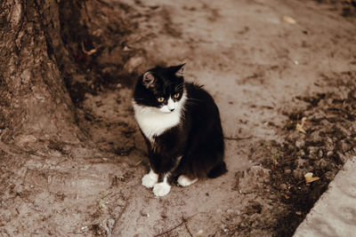 High angle portrait of cat sitting on field