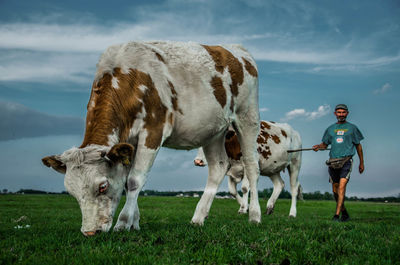 Cows grazing on grassy field