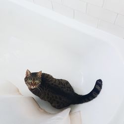 High angle portrait of cat sitting