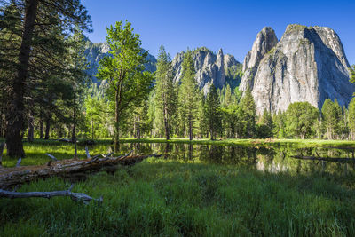 Scenic view of lake by trees in forest