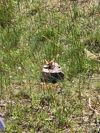 View of a bird on grass