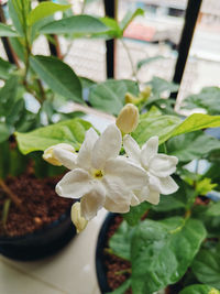 Close-up of white flowering plant