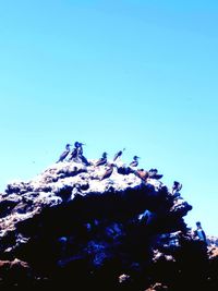 Low angle view of snowcapped tree against clear blue sky