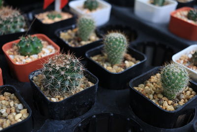 High angle view of potted plants