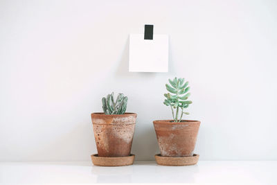 Close-up of potted plant against white background