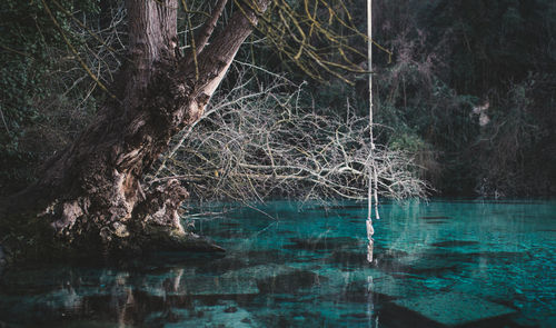 Trees by swimming pool in forest against sky