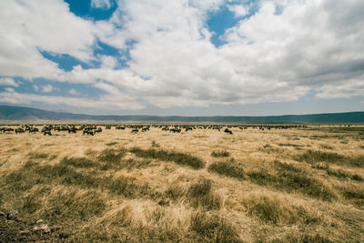 Scenic view of field against cloudy sky