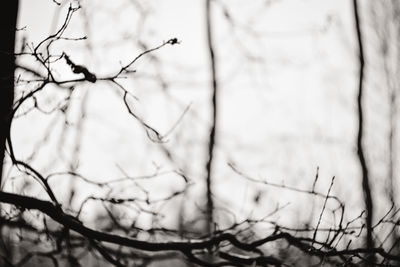 Close-up of bare branches