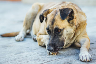 Close-up of a dog looking away