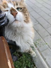 pet