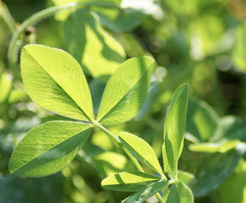 Close-up of leaves