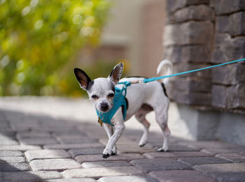 Dog standing on footpath