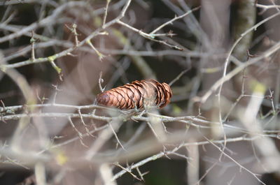 Close-up of insect on leaf