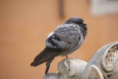 Close-up of bird perching outdoors
