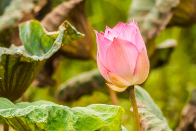 Close-up of pink water lily