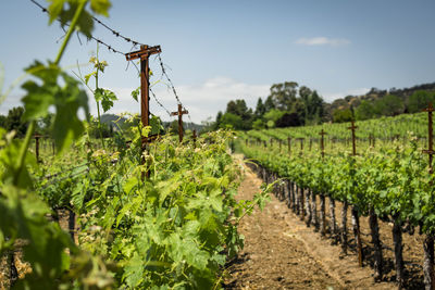 View of vineyard against sky