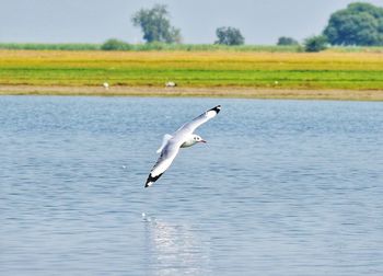 Seagull flying over the sea