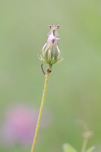 Damselfly on bud outdoors