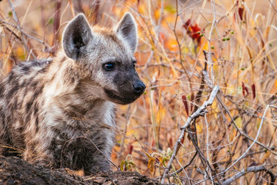 Close-up of hyena on field
