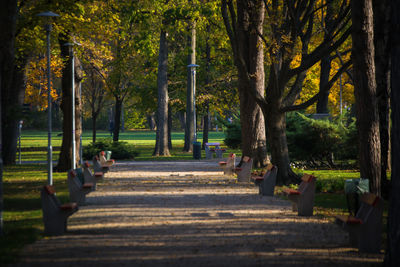 Trees in park