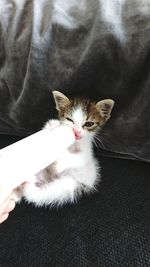 Close-up of cat hand on sofa