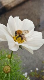 Close-up of bee on white flower