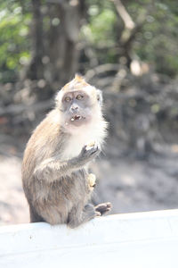 Monkey sitting on railing