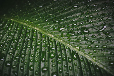 Full frame shot of wet leaves during rainy season