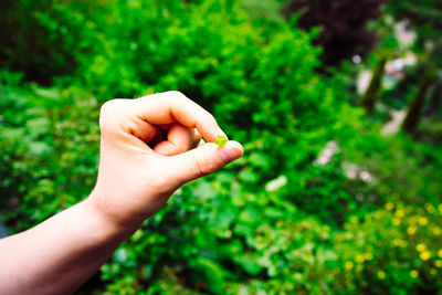 Close-up of hand holding plant