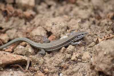 Close-up of lizard