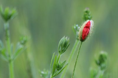 Close-up of red flower bud