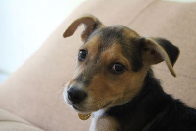 Close-up of dog looking away