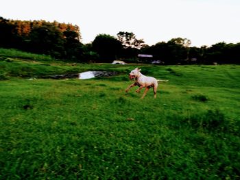 Dog standing on field against sky