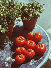 High angle view of tomatoes on table