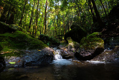 Stream flowing through rocks in forest