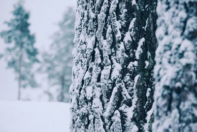 Close-up of snow covered tree trunk